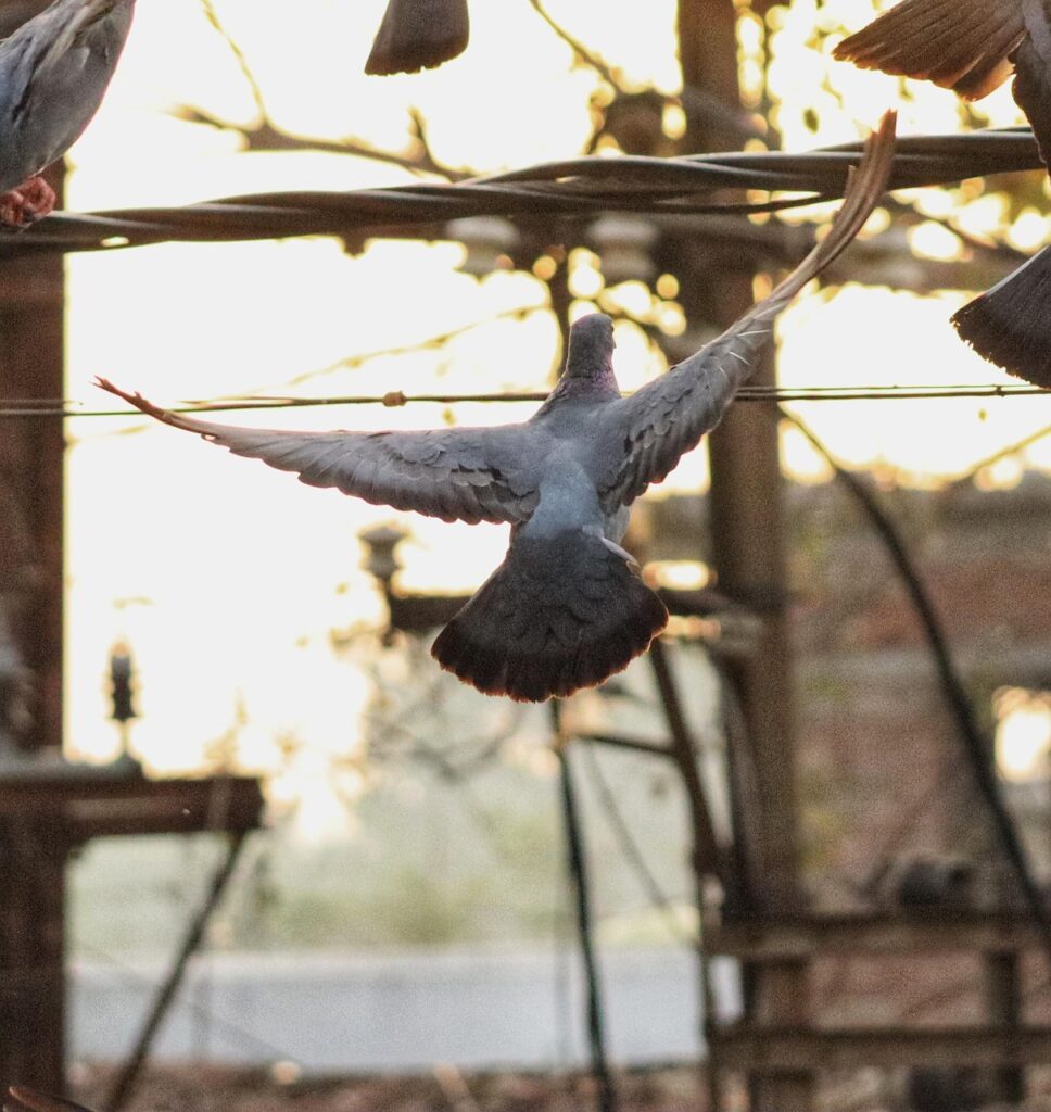 pigeon, bird, nature, flying bird, fly bird, home bird, pigeons