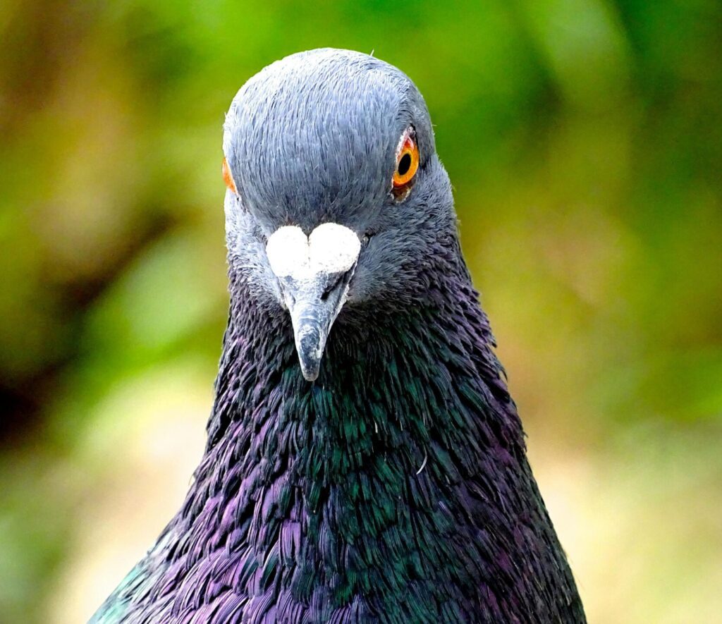 A detailed close-up of a colorful pigeon, showcasing its bright eyes and sleek feathers.