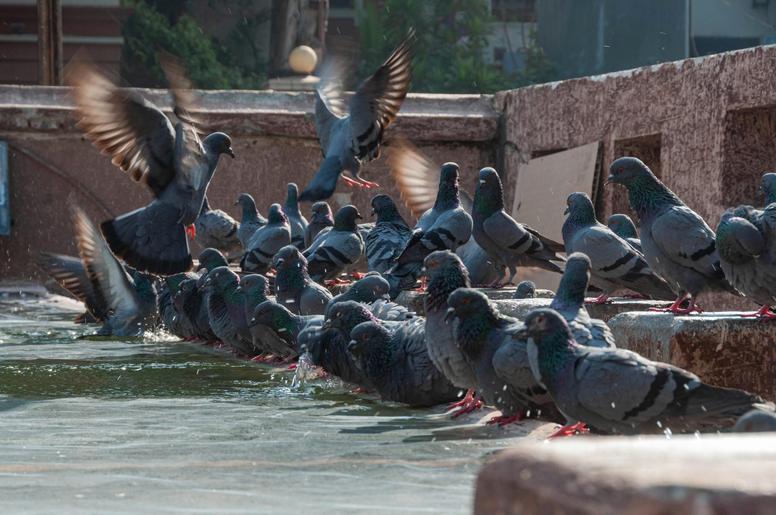 A vibrant flock of pigeons gathering around a water fountain, some in flight.