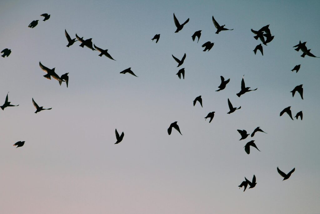 A mesmerizing silhouette of a flock of birds flying gracefully against a calming sky.